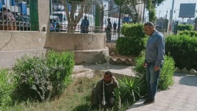 تجريف الأشجار النادرة