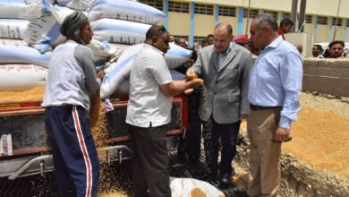 توريد 125 ألف طن قمح إلى شون محافظة أسيوط