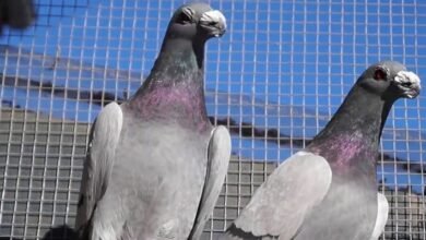 مشروع تربية الحمام دراسة جدوى مشروع تربية الحمام البلدي 2023 احسن انواع الحمام للتربية مشروع تسمين العجول هل مشروع تسمين العجول مربح