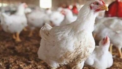 أسعار الفراخ البيضة