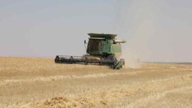 توريد 499 ألف طن قمح إلى شون محافظة المنيا