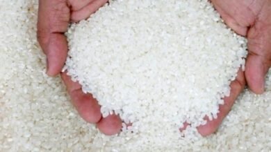 سعر الارز اليوم