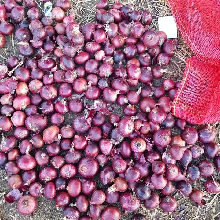 أسعار البصل اليوم الأحد 28 مايو