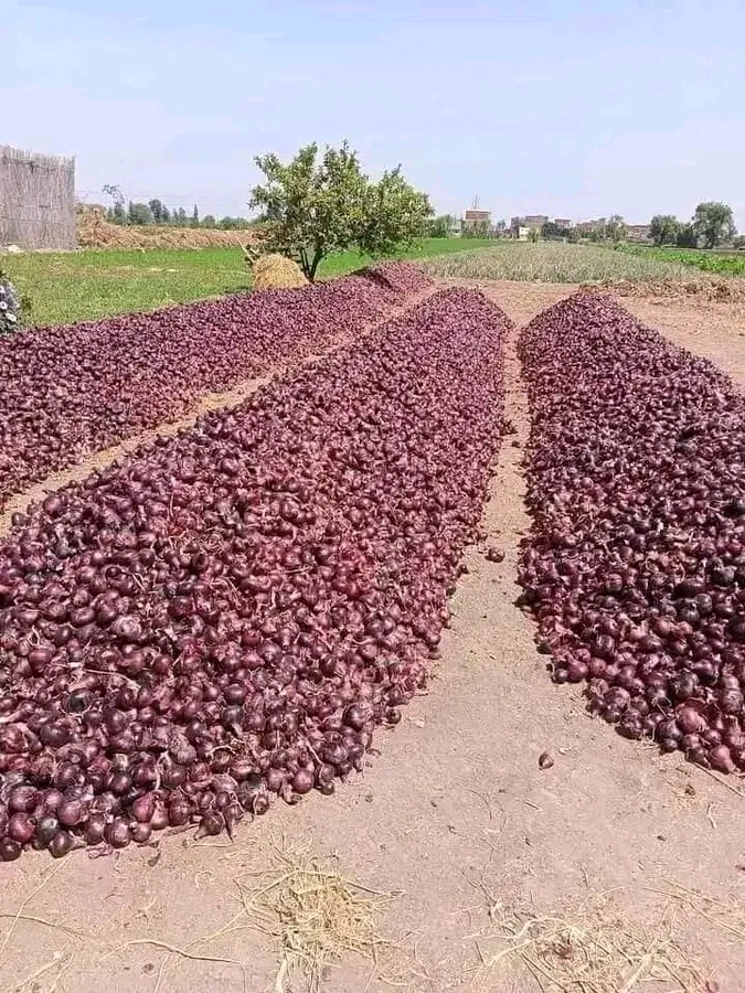 سعر البصل اليوم الاثنين 29 مايو 2023