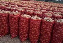 سعر البصل اليوم