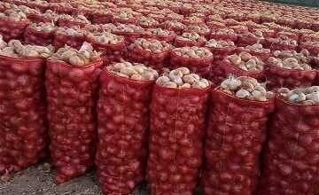 سعر البصل اليوم