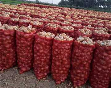 سعر البصل اليوم