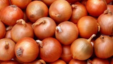 سعر البصل اليوم | سعر البصل | سعر البصل الجديد | سعر البصل اليوم في مصر | سعر البصل الاحمر | سعر البصل في مصر