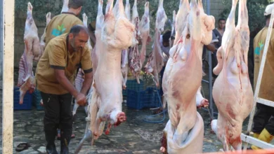 أسعار الأضاحي في سوق المواشي بالغربية