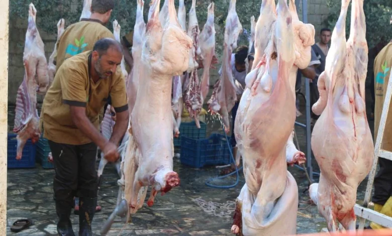 أسعار الأضاحي في سوق المواشي بالغربية