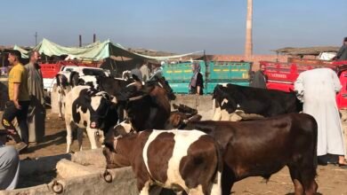 أسعار الأضاحي في سوق المواشي بالسويس