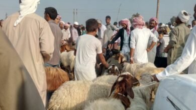 أسعار الأضاحي في سوق المواشي بشمال سيناء