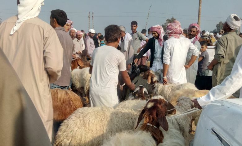أسعار الأضاحي في سوق المواشي بشمال سيناء
