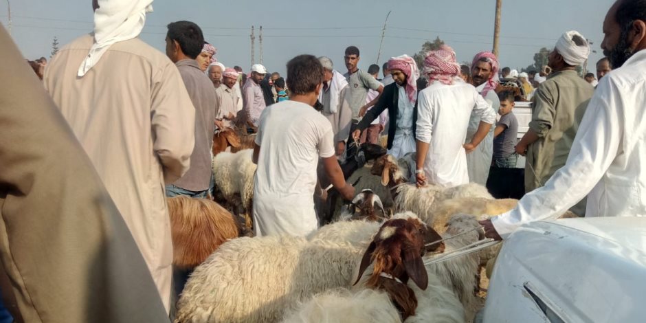 أسعار الأضاحي في سوق المواشي بشمال سيناء