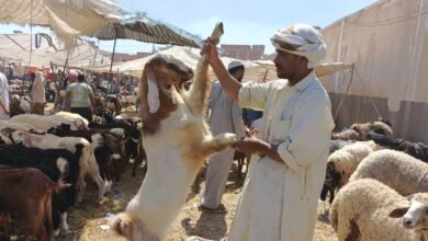 أسعار الأضاحي في سوق المواشي بالاسماعيليه