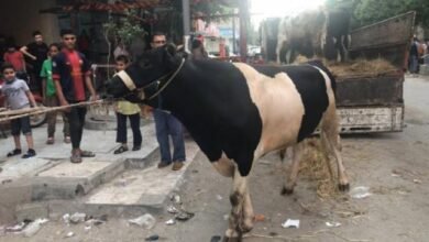 أسعار الأضاحي في سوق المواشي بالدقهلية