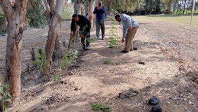 مبادرة 100 مليون شجرة