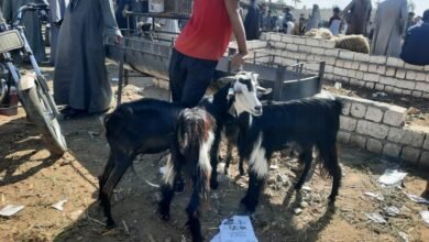 أسعار الأضاحي في سوق المواشي بالقليوبية