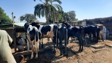 أسعار الأضاحي في سوق المواشي بالقاهرة