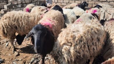 أسعار الأضاحي في سوق المواشي ببني سويف