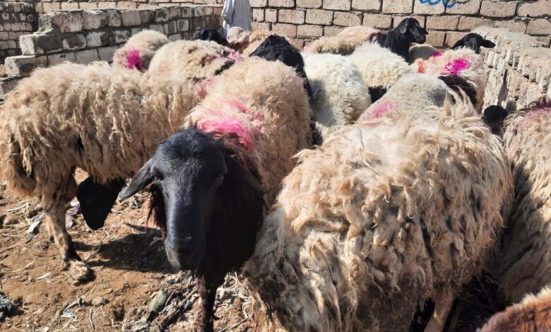 أسعار الأضاحي في سوق المواشي ببني سويف