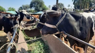 أسعار الأضاحي في سوق المواشي بقنا