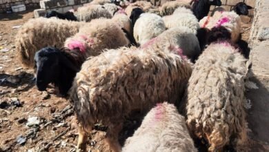 أسعار الأضاحي في سوق المواشي بالجيزة