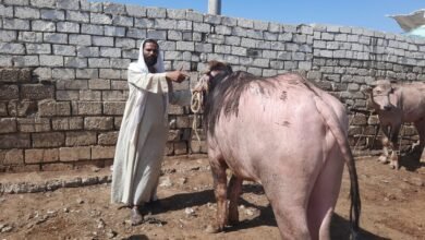 أسعار الأضاحي في سوق المواشي بالفيوم