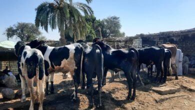 أسعار الأضاحي في سوق المواشي بأسيوط