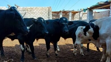 أسعار الأضاحي في سوق المواشي بالمنيا