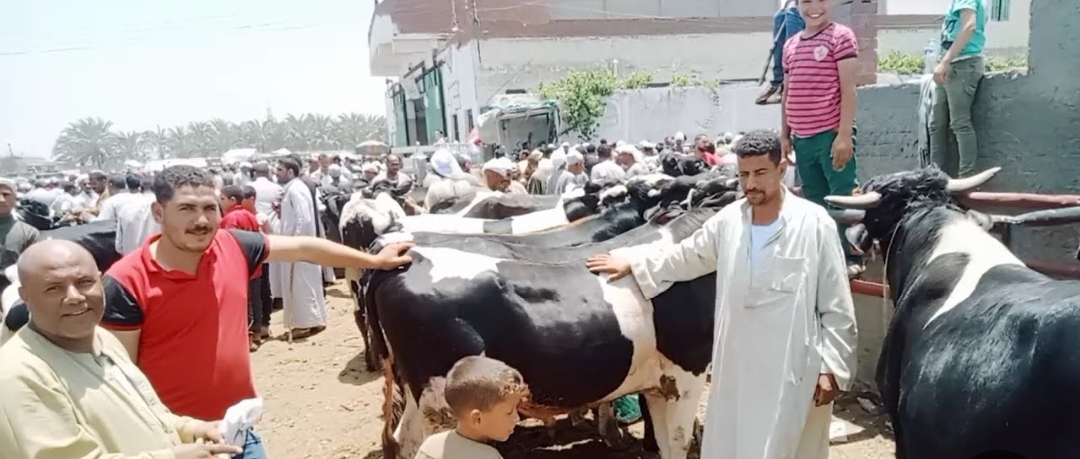 أسعار الأضاحي في سوق المواشي بدمياط