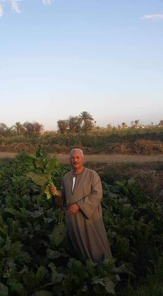 نقيب الفلاحين : يكشف سر مشكلات توريد محصول البنجر بالدقهليه