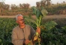 نقيب الفلاحين : يكشف سر مشكلات توريد محصول البنجر بالدقهليه