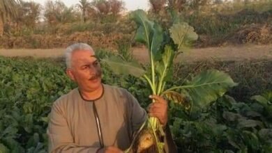 نقيب الفلاحين : يكشف سر مشكلات توريد محصول البنجر بالدقهليه