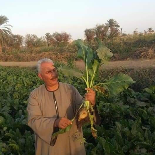نقيب الفلاحين : يكشف سر مشكلات توريد محصول البنجر بالدقهليه
