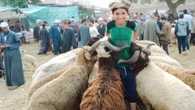 أسعار الأضاحي في سوق المواشي بالمنوفية