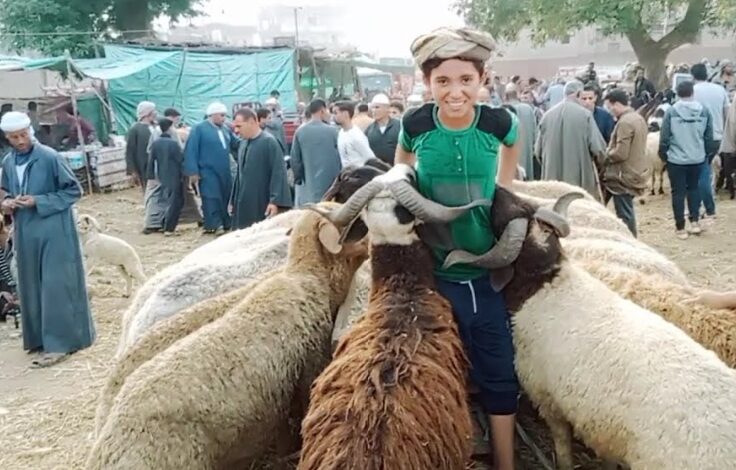 أسعار الأضاحي في سوق المواشي بالمنوفية