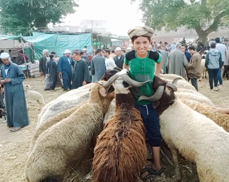 أسعار الأضاحي في سوق المواشي بالمنوفية