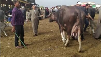 أسعار الأضاحي في سوق المواشي بالبحيرة
