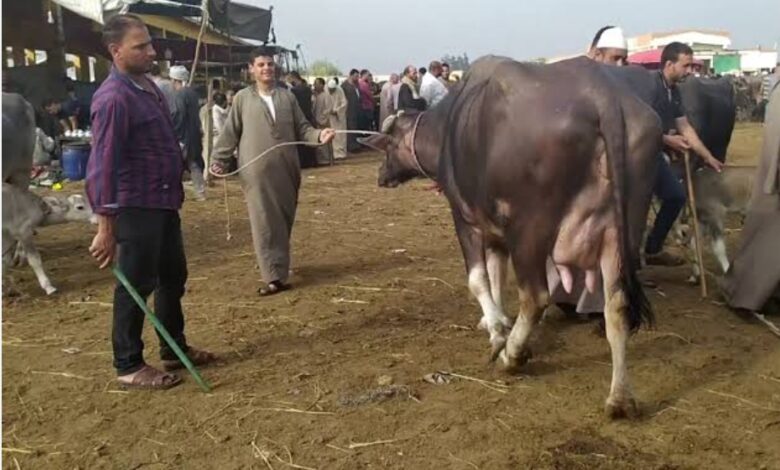 أسعار الأضاحي في سوق المواشي بالبحيرة
