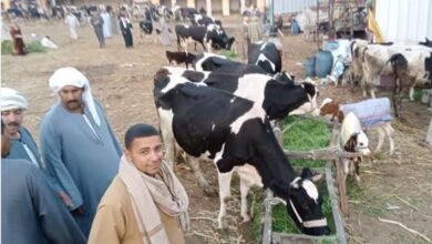 أسعار الأضاحي في سوق المواشي ببورسعيد