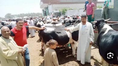 أسعار الأضاحي في سوق المواشي بدمياط