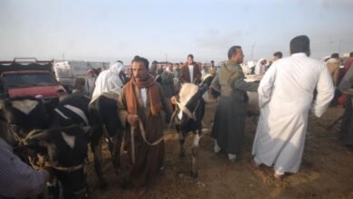 أسعار الأضاحي في سوق المواشي بالاسكندريه