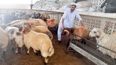 أسعار الأضاحي في سوق المواشي بمطروح