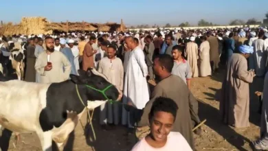 أسعار الأضاحي في سوق المواشي بجنوب سيناء