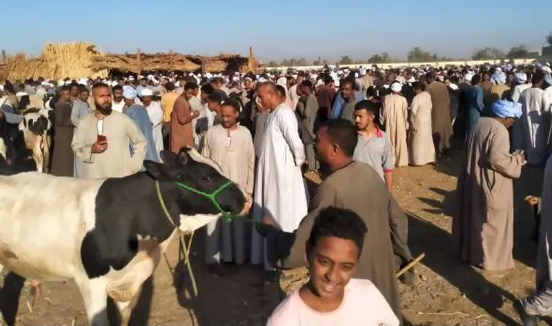 أسعار الأضاحي في سوق المواشي بجنوب سيناء