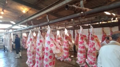 استعدادات عيد الاضحي