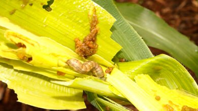 دودة الحشد-موقع الاول