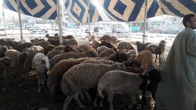 أسعار الأضاحي في سوق المواشي بسوهاج