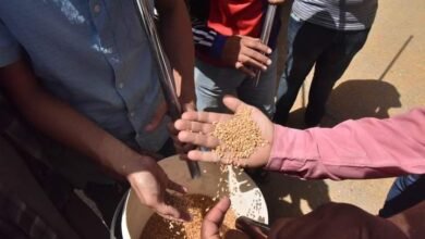 محافظة اسيوط